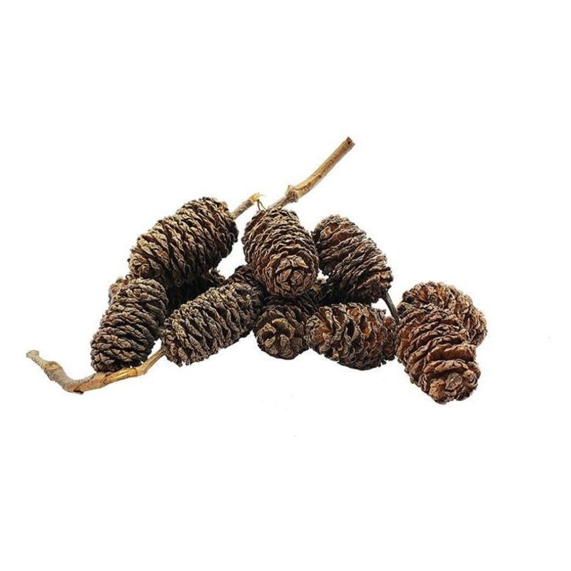 Alder cone special 10 for $10