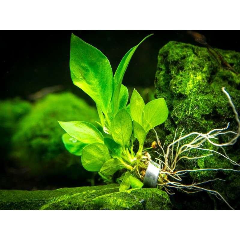 Anubias Nangi (Anubias barteri “Nana” x Anubias gilletii)