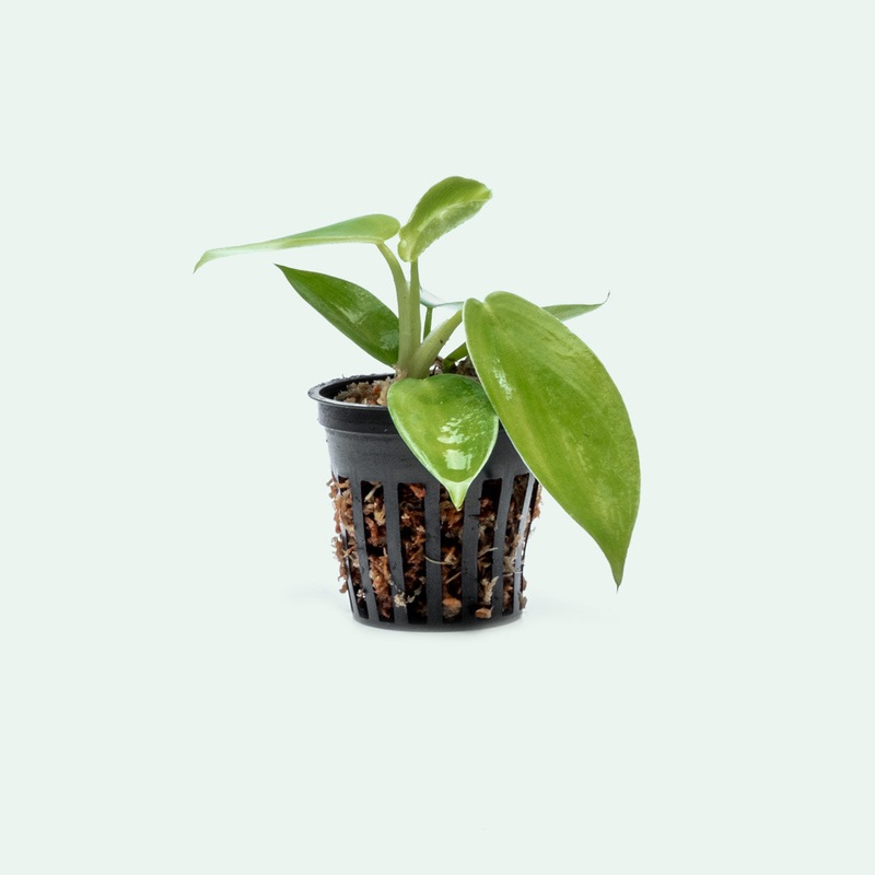 Philodendron Jerry Horne – Bare Root