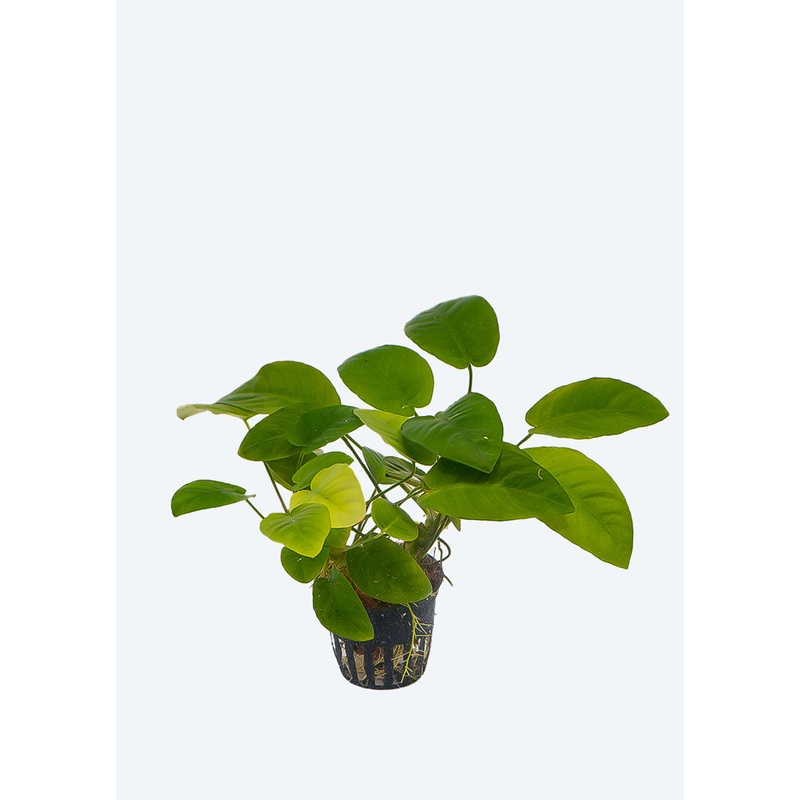 Anubias barteri Broad Leaf