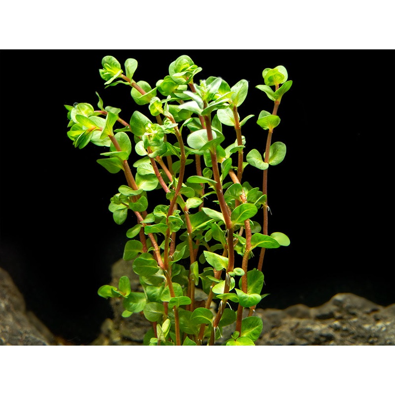 Rose Red Rotala (Rotala macrandra), bunch