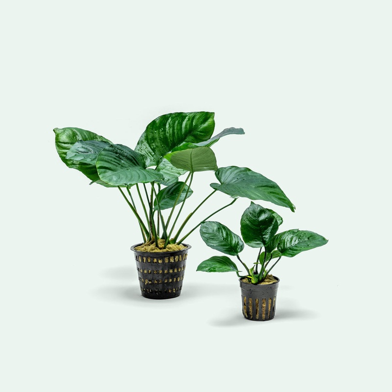 Anubias Barteri Broad Leaf – Mother Plant