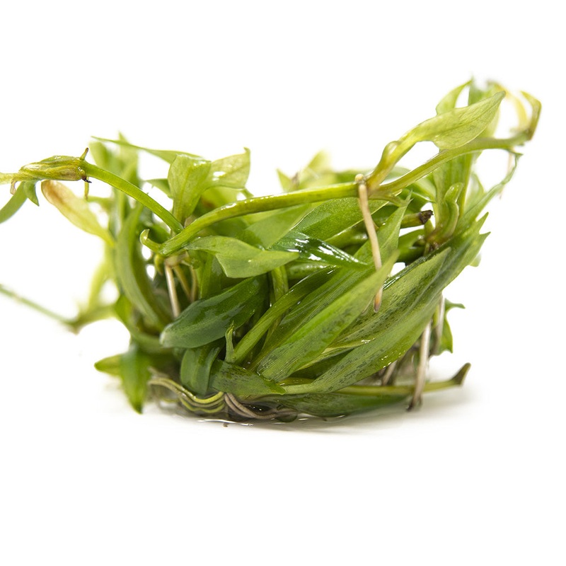 Bolivian Chain Sword (Helanthium bolivianus “Quadricostatus”) Tissue Culture