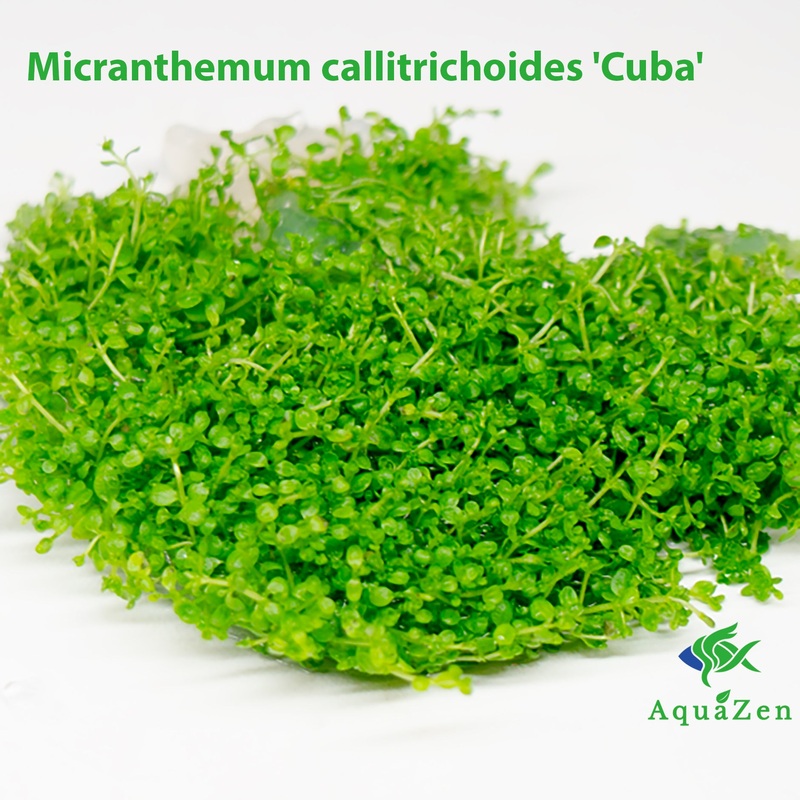 Micranthemum callitrichoides ‘Cuba’ (Micranthemum callitrichoides) Tissue Culture