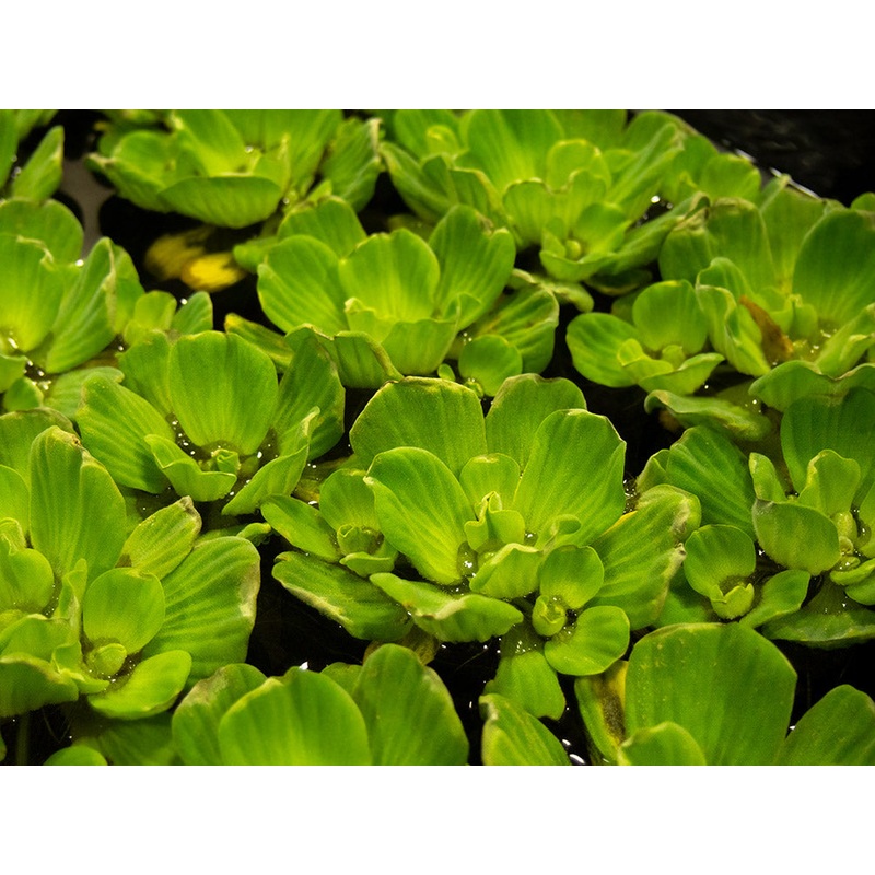 Rosette Water Lettuce (Pistia stratiotes)