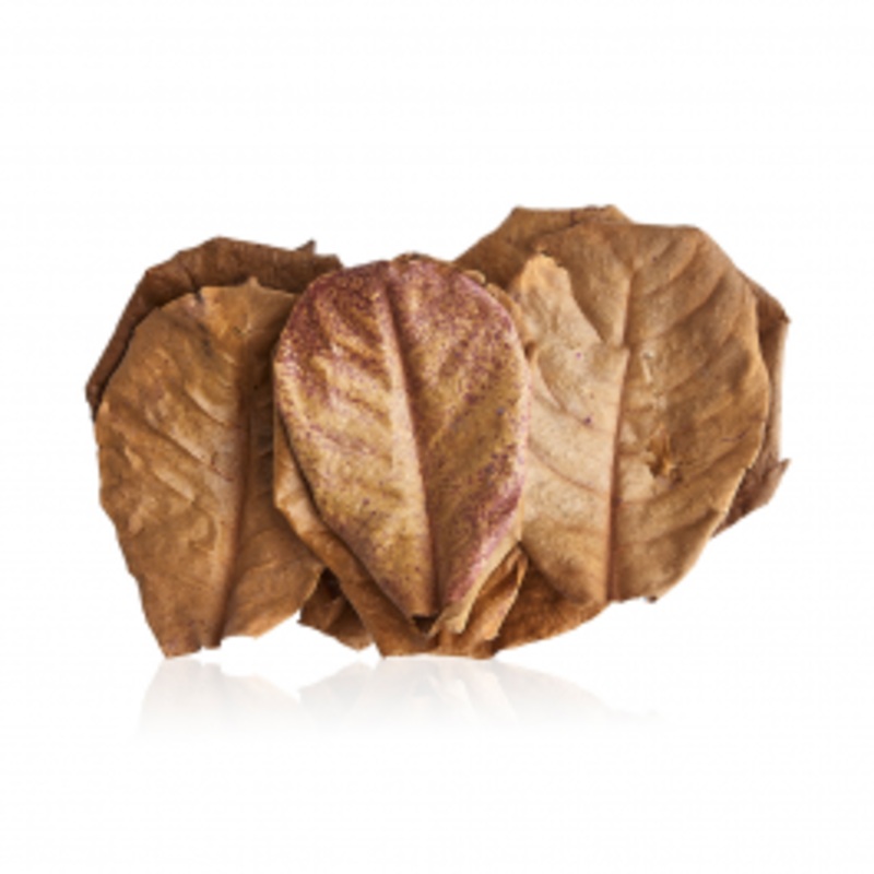 Swell Indian Almond Catappa Leaves