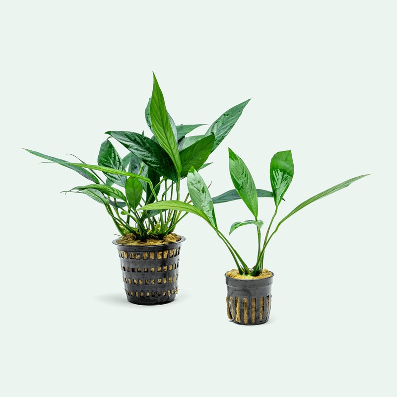 Anubias Lanceolata – Mother Plant