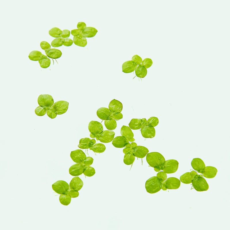 Duckweed – Lemna Minor