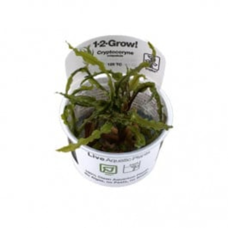 Tropica Cryptocoryne crispatula 1-2-Grow!