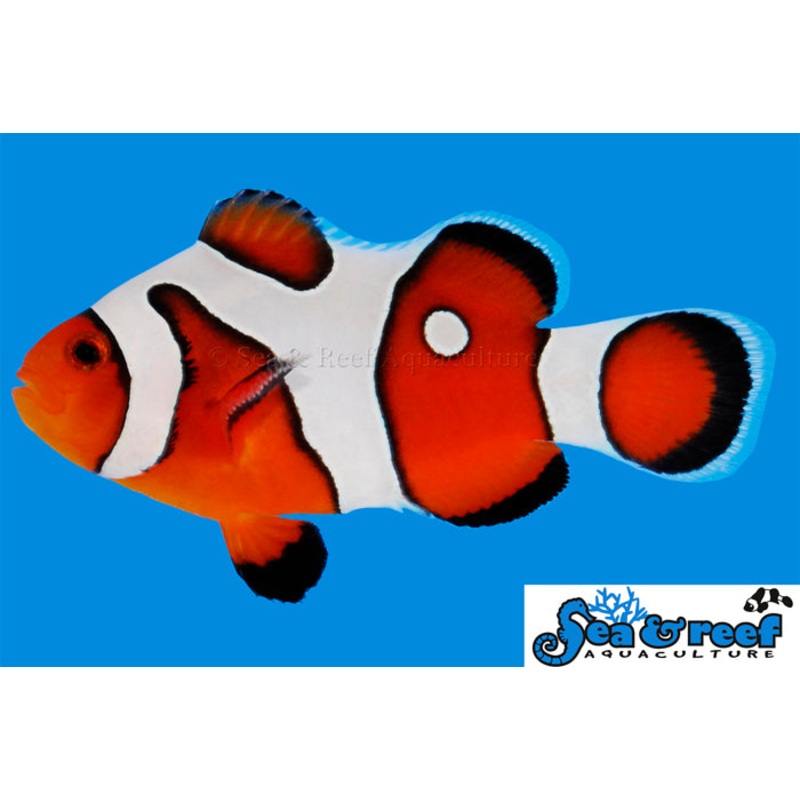 Clown – Davinci Grade A