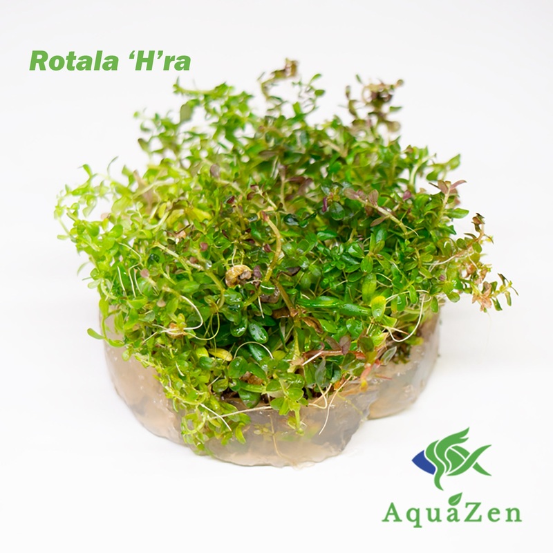 Rotala ‘H’ra’  (Rotala Rotundifolia ‘H’ra’ ) Tissue Culture