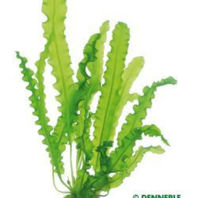 TCulture Aponogeton Longiplumulosus (Pot)