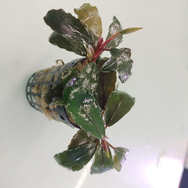 TCulture Bucephalandra Maia (Pot)