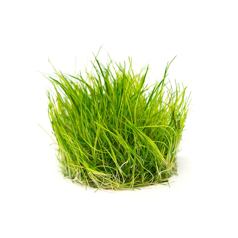 Mini Hairgrass (Eleocharis acicularis Mini) Tissue Culture