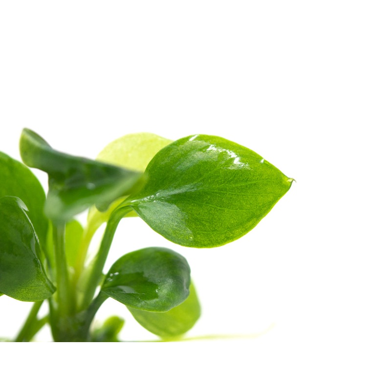 Gold Coin Anubias (Anubias barteri Round Leaf) Tissue Culture