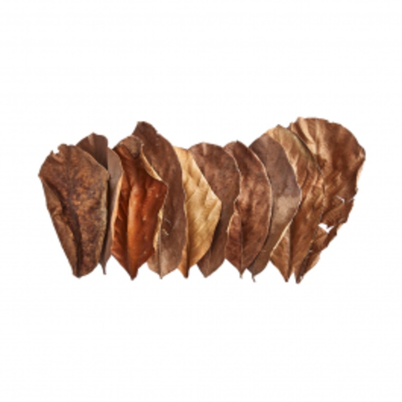 Swell Jackfruit Leaves