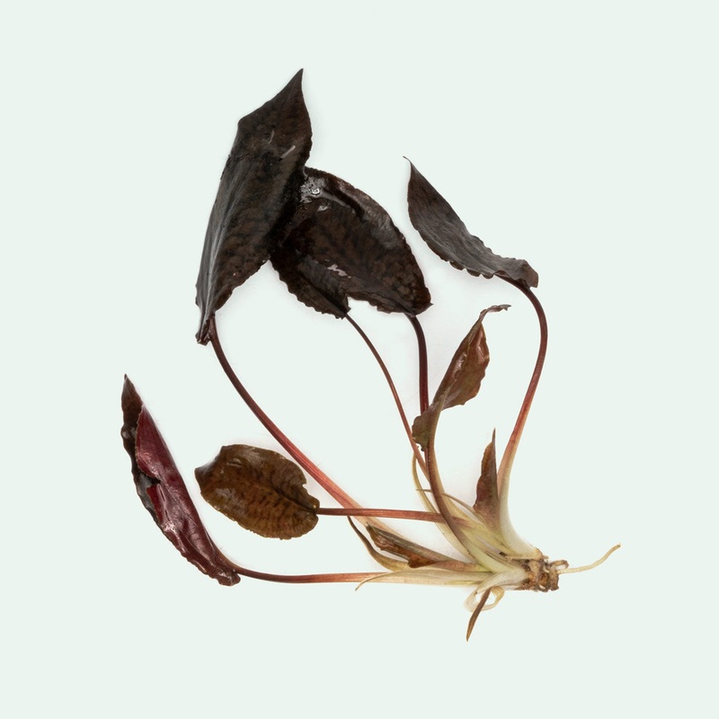 Cryptocoryne Striolata