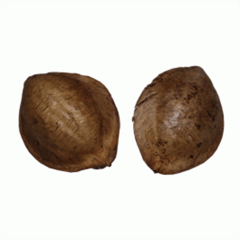 Swell Dried Indian Almond Catappa Nuts