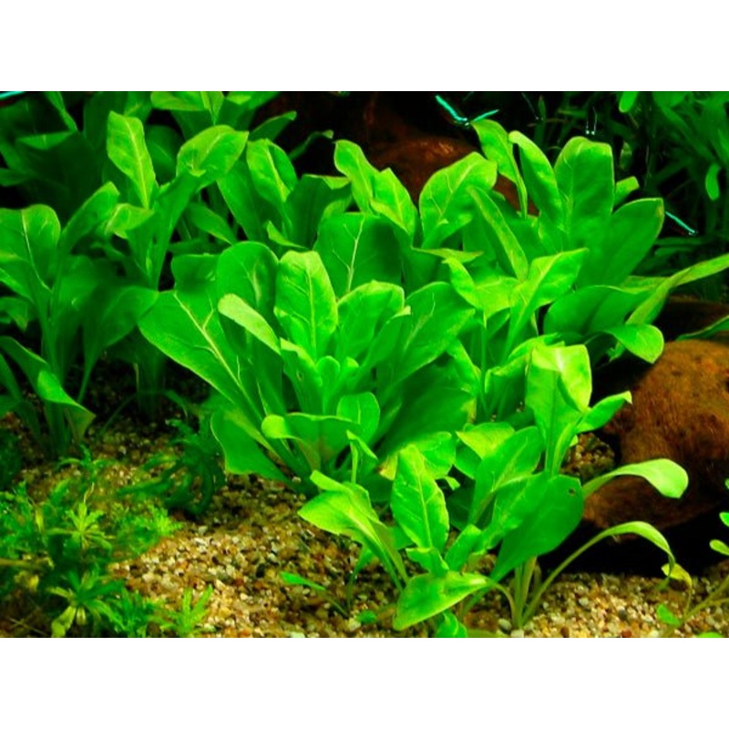 TCulture Samolus Parviflorus ‘Green’ (Pot)