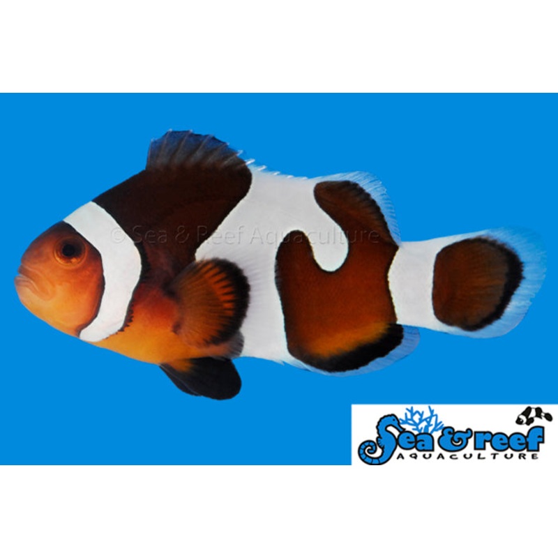 Clown – Mocha Vinci Grade B