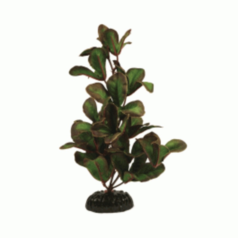 Hugo Kamishi Ludwigia Green