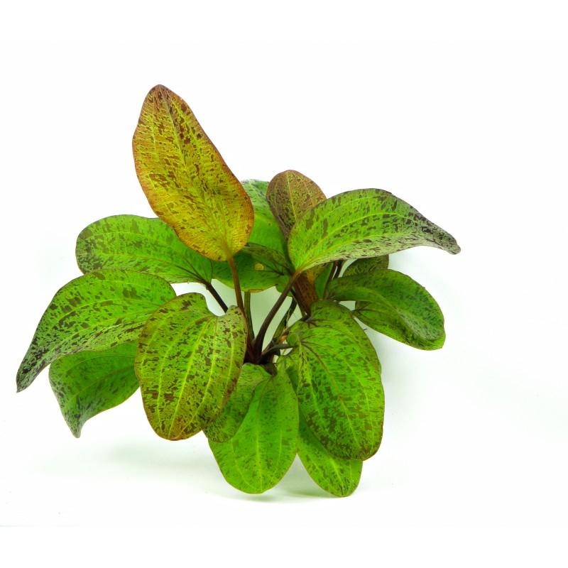 Dennerle Echinodorus Ozelot in Pot