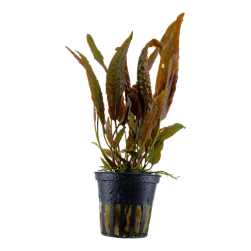 Tropica Cryptocoryne Usteriana in Pot