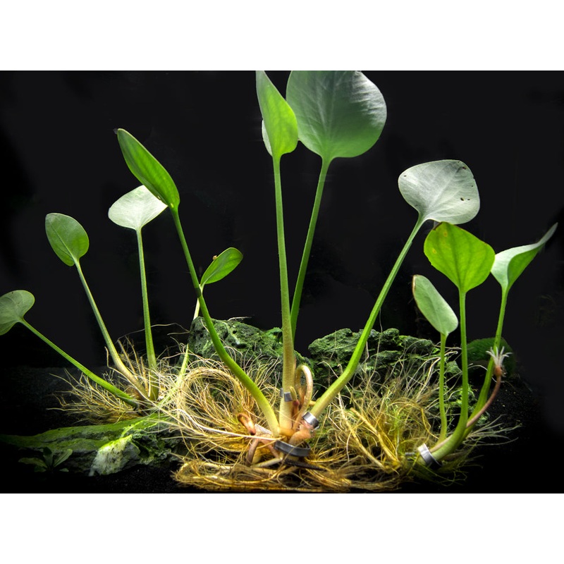 American Frogbit AKA Spongeplant (Limnobium spongia)