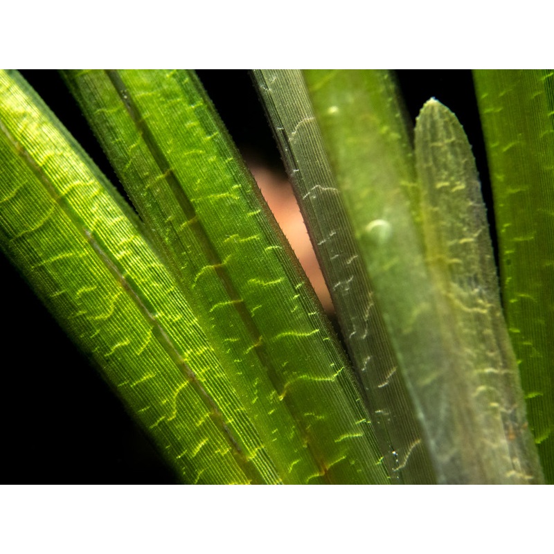 Jungle Vallisneria (Vallisneria americana), Bunch w/Lead
