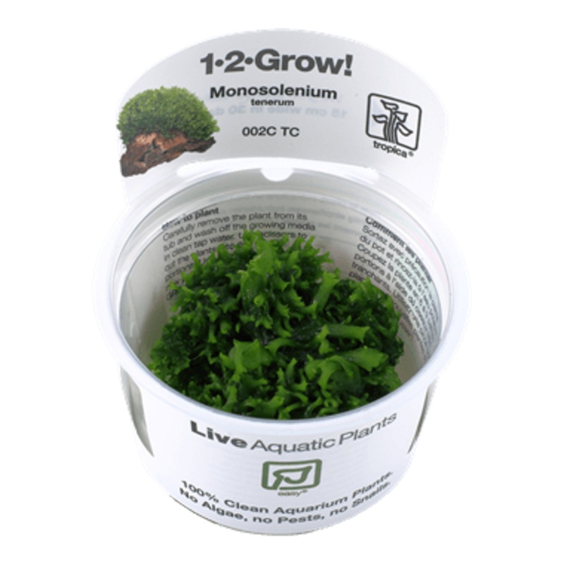 Tropica Monosolenium tenerum 1-2-Grow!