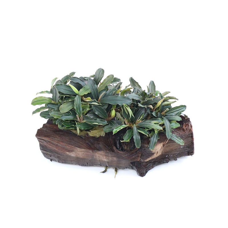 Bucephalandra Dwarf Mix on Pterocarpus Wood