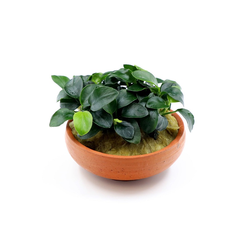 Anubias Nana Petite in Terracotta Pot