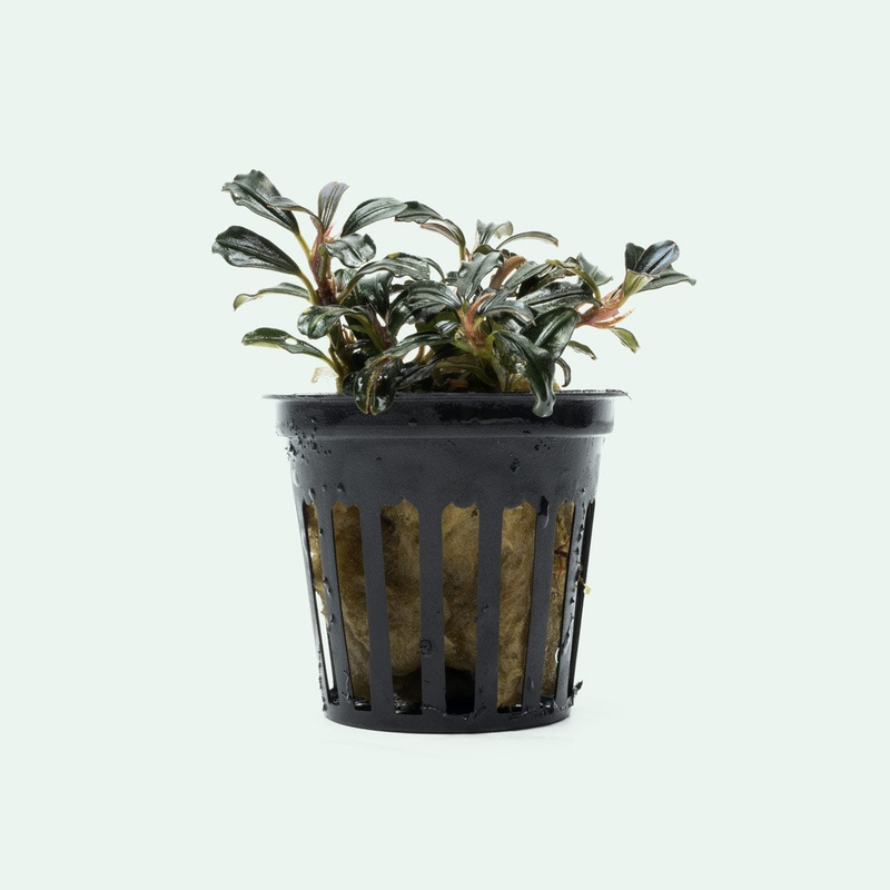 Bucephalandra Lamandau Mini Purple