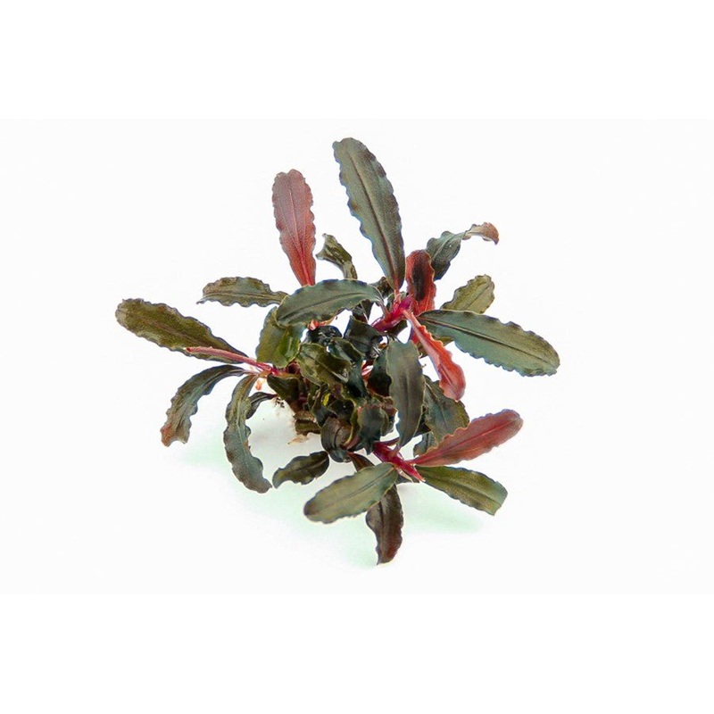 Dennerle Bucephalandra sp. Red Scorpio (Pot)