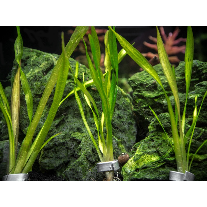 Corkscrew Vallisneria (Vallisneria torta), Bunch w/Lead
