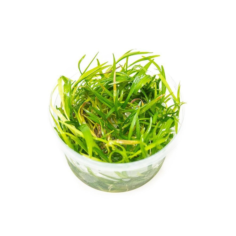 TCulture Helanthium Tenellus ‘Green’ (TC Cup)