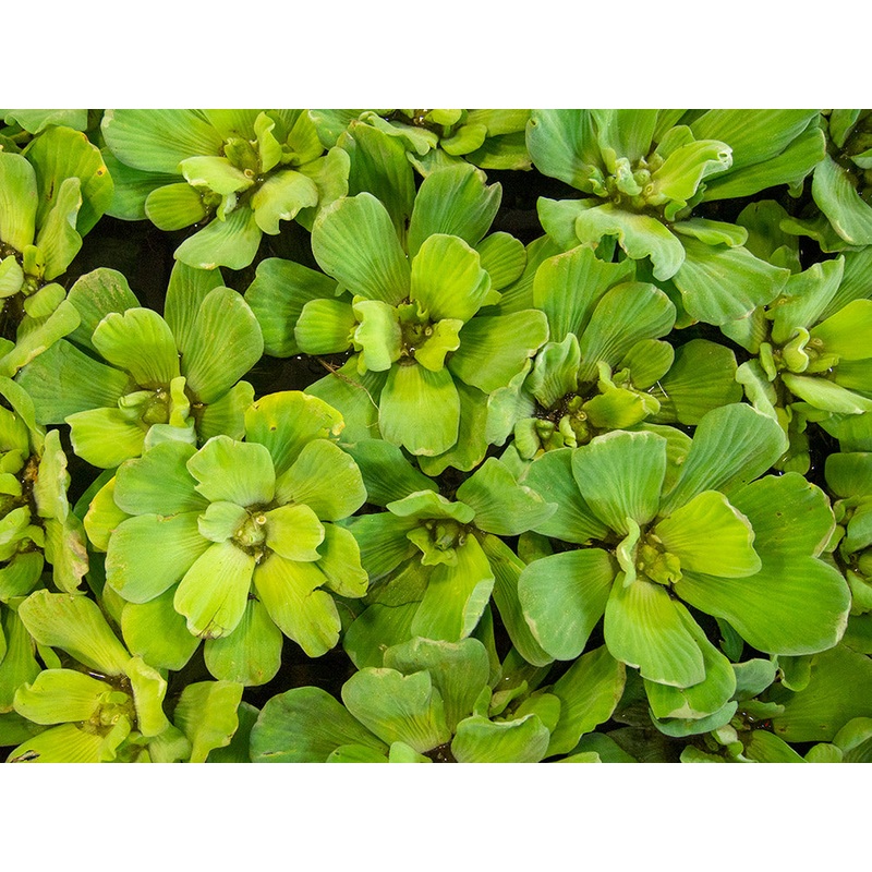 Water Lettuce (Pistia stratiotes), Regular and Jumbo