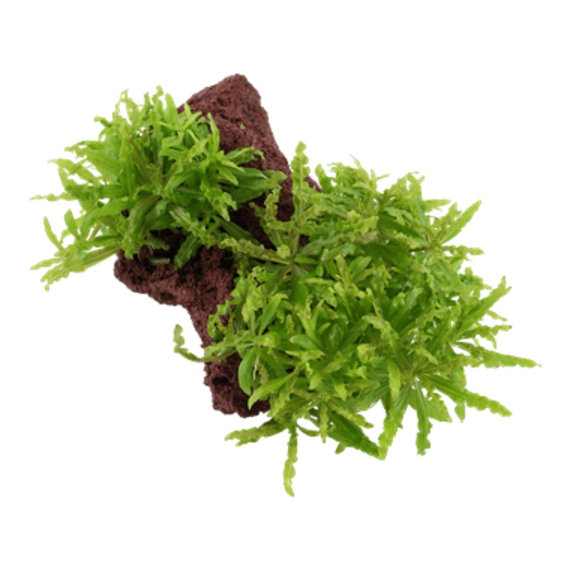 Tropica Pogostemon helferi on Wood