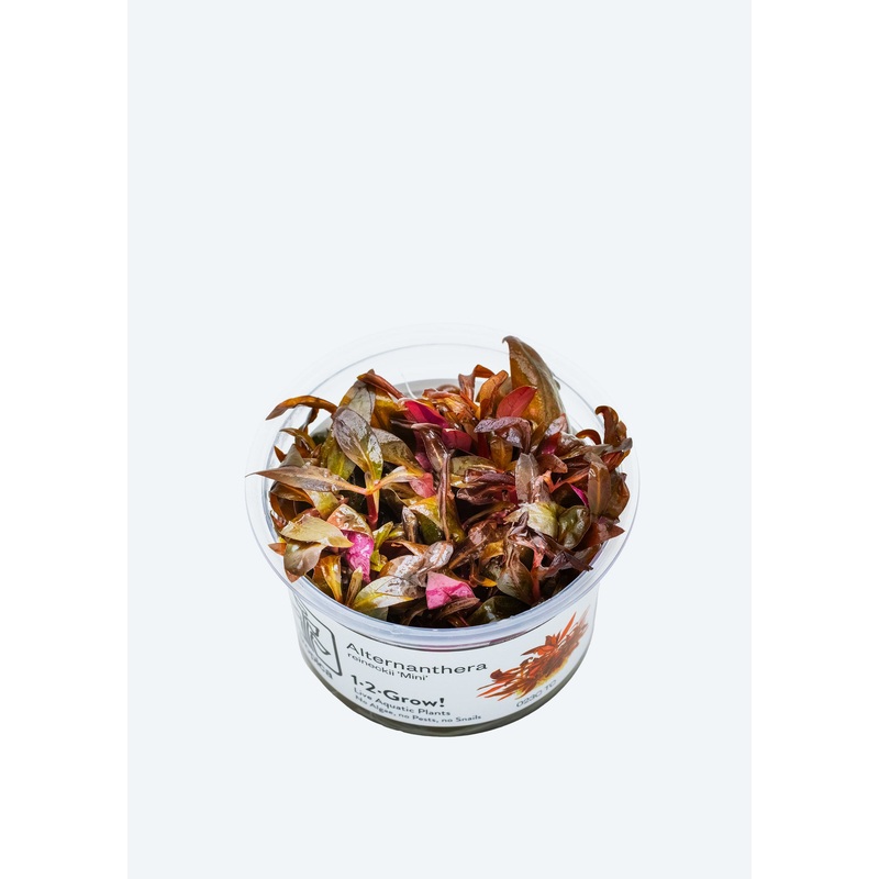 1-2-Grow! Alternanthera reineckii ‘Mini’