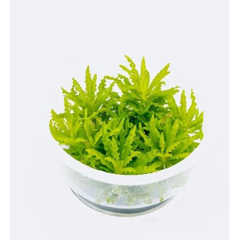 TCulture Pogostemon helferi (Pot/TC Cup)