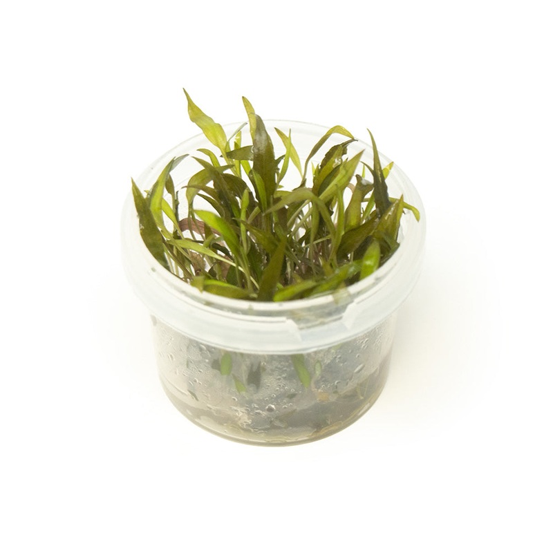 Red Cryptocoryne wendtii Tissue Culture