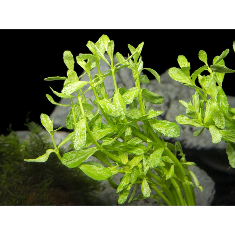 Variegated Moneywort (Bacopa monnieri Variegatus)