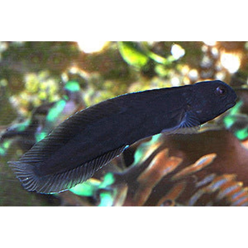 Black Algae Blenny