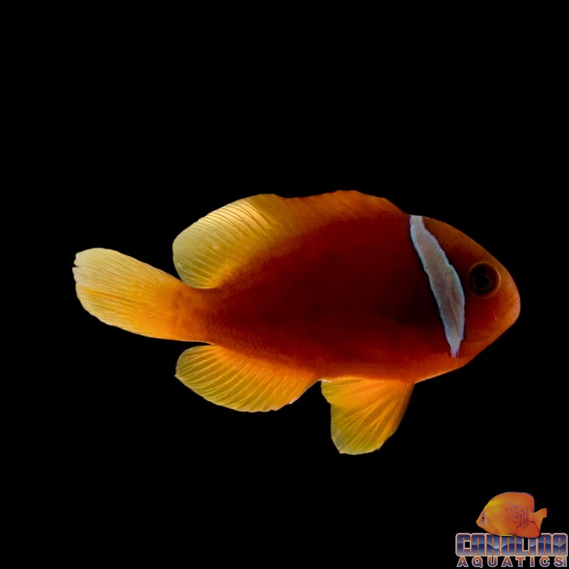 Clown – Tomato Wild