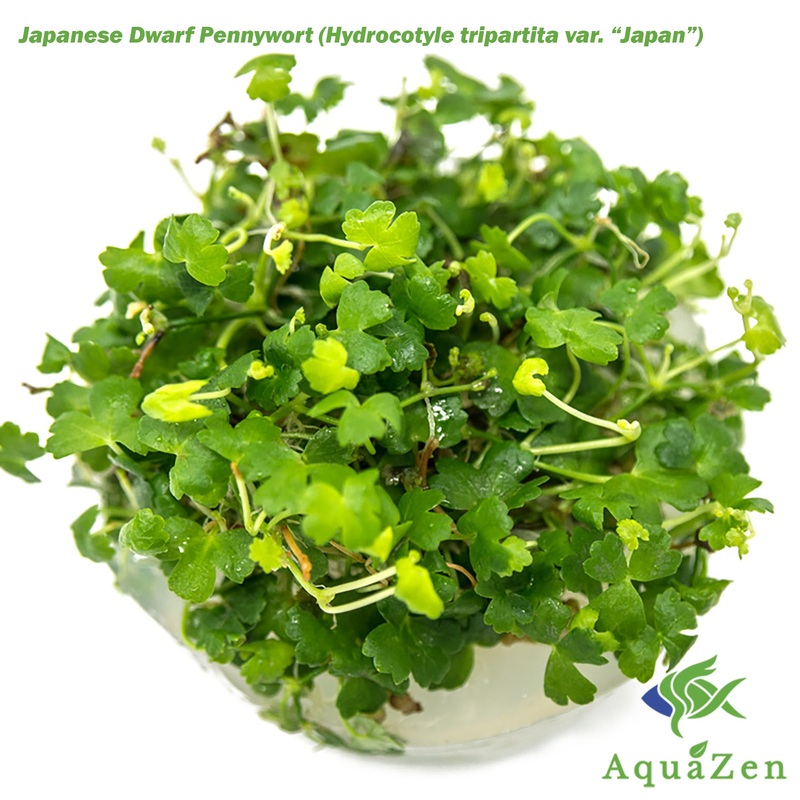 Japanese Dwarf Pennywort (Hydrocotyle tripartita var. Japan) Tissue Culture