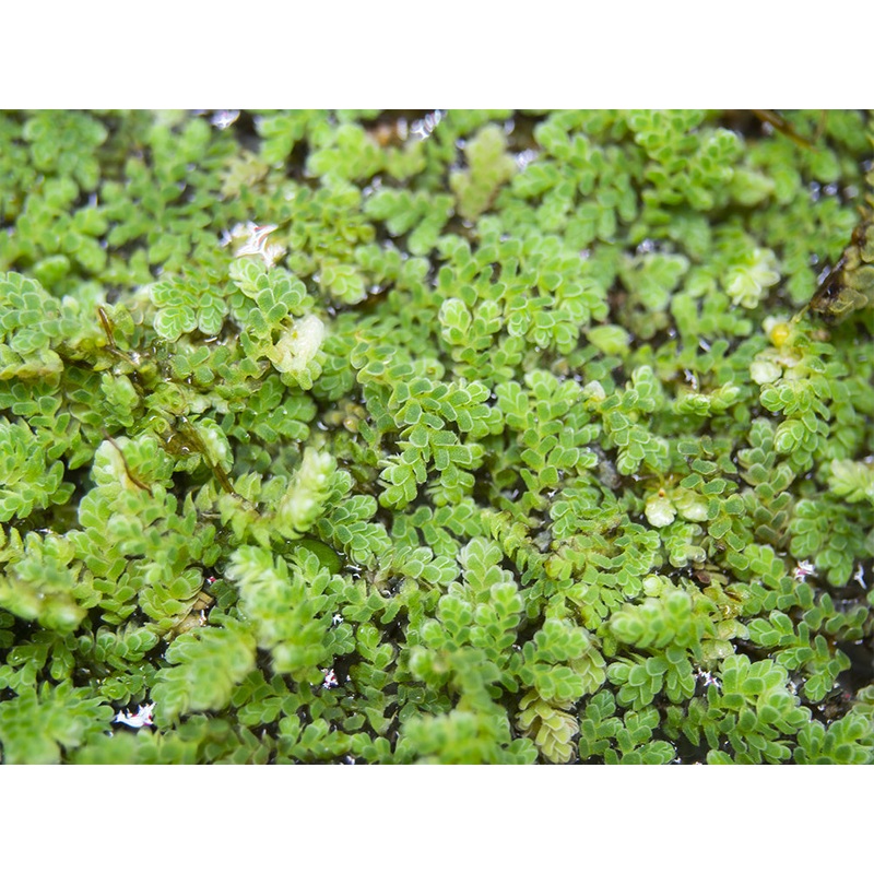 Mosquito Fern AKA Fairy Moss (Azolla caroliniana)