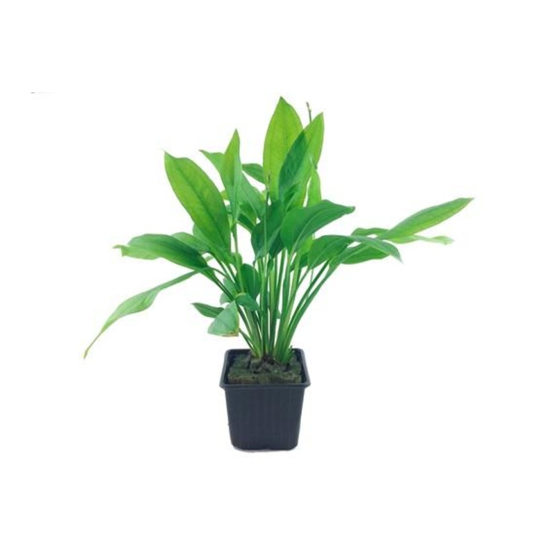 Tropica Echinodorus ‘Bleherae’ XL