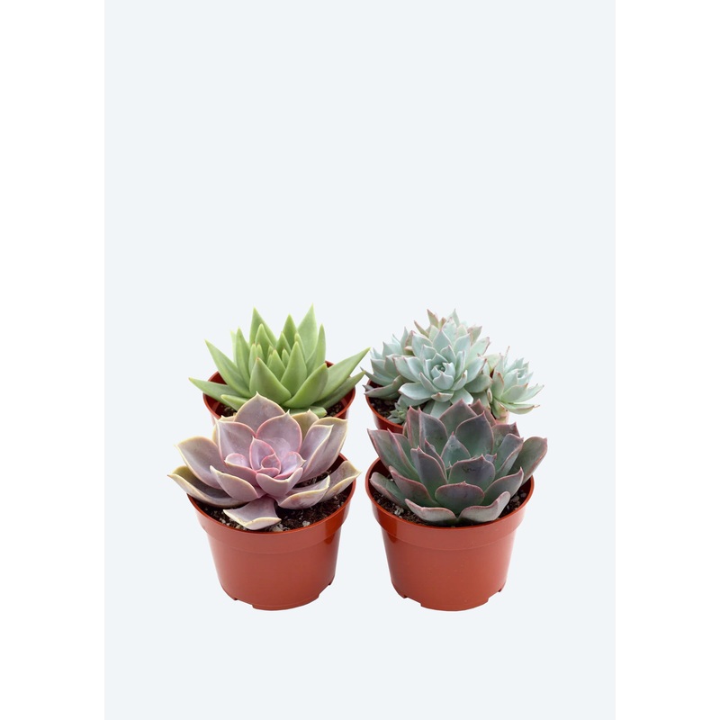 Succulent Mix (Mini)