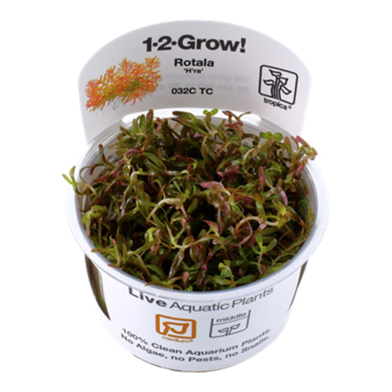 Tropica Rotala ‘Vietnam H’ra’ 1-2-GROW!