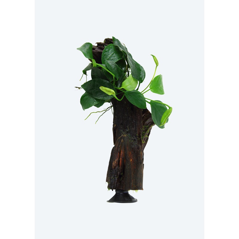 Anubias barteri with Suction Cup